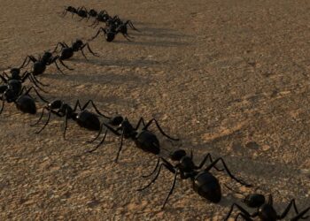 Agenci SI: Praktyczne Wprowadzenie dla Programistów