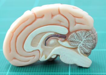 Badanie ujawnia mechanizm przetwarzania wspomnień strachu