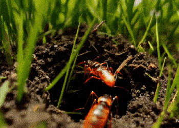 Czym są "modele świata" w sztucznej inteligencji i dlaczego są ważne?