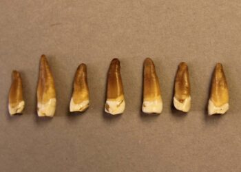 DNA pomaga powiązać szkielet „Well Man” z 800-letnią norweską sagą