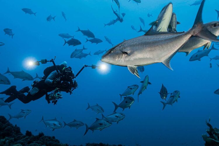 Ekspedycja na podmorską górę Gorringe ujawnia zagrożenia dla różnorodności biologicznej oceanów