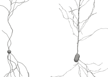 Innowacyjna symulacja mózgu poprawia zrozumienie procesu tworzenia neuronów