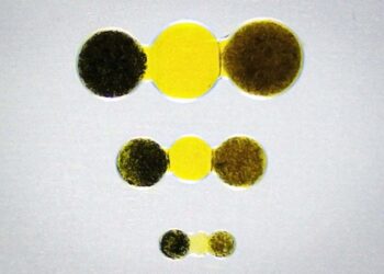 Mała bateria z jedwabnego hydrożelu może zasilać rozrusznik serca u myszy