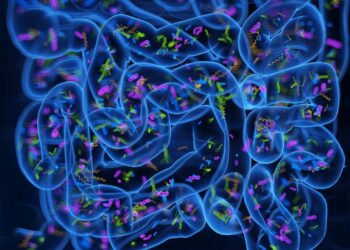 Twoje bakterie jelitowe toczą wojnę – i zmuszają wrogów do przejścia na swoją stronę