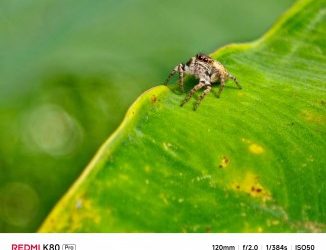 Aparaty w Redmi K80 Pro ujawnione – wreszcie pojawia się teleobiektyw