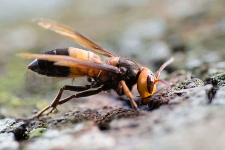 Azjatycki szerszeń gigant po raz pierwszy pojawił się w Europie