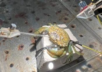 Badania potwierdzają, że kraby i inne skorupiaki odczuwają ból