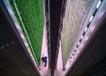 Czy ta zaawansowana technologicznie sałata może rozwiązać globalny kryzys żywnościowy?