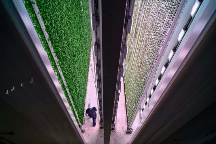 Czy ta zaawansowana technologicznie sałata może rozwiązać globalny kryzys żywnościowy?