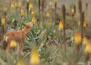 Etiopskie wilki, które kochają nektar, mogą być pierwszymi mięsożernymi zapylaczami