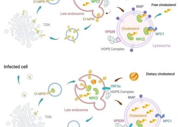 "Jak SARS-CoV-2 wykorzystuje transport cholesterolu do rozprzestrzeniania infekcji i unikania odpowiedzi immunologicznej"