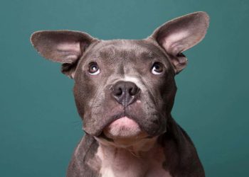 Jak wyjątkowe psie przedszkole zmieniło podejście do szkolenia psów dzięki nauce