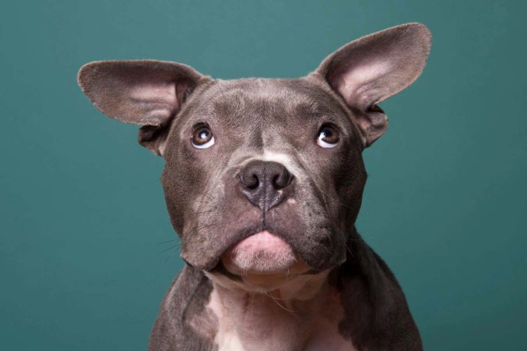 Jak wyjątkowe psie przedszkole zmieniło podejście do szkolenia psów dzięki nauce