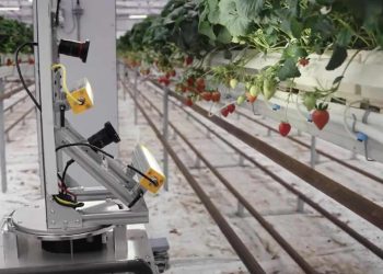 Jak Zordi Wykorzystuje Sztuczną Inteligencję i Robotykę do Uprawy Smacznych Truskawek w Pomieszczeniach