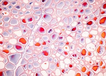 Mapowanie ludzkiej biologii: Human Cell Atlas otwiera nowy rozdział w precyzyjnej medycynie