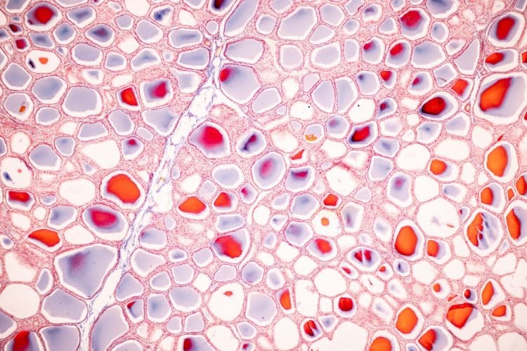 Mapowanie ludzkiej biologii: Human Cell Atlas otwiera nowy rozdział w precyzyjnej medycynie