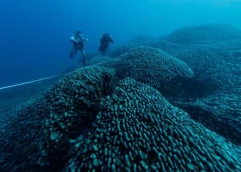 Największa rafa koralowa na świecie ma 300 lat i została odkryta przypadkowo