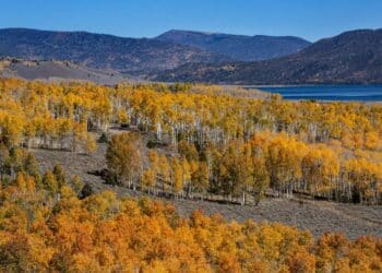 Największe drzewo na świecie jest również jednym z najstarszych żyjących organizmów