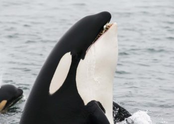 Orki znów noszą „czapki” z łososi – wkrótce możemy odkryć, dlaczego