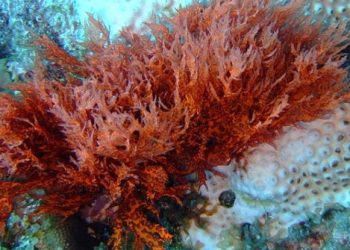 Powszechny dodatek do żywności powiązany z ukrytymi zagrożeniami dla zdrowia