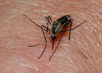 Przewodnik po zrozumieniu oporności na leki przeciw malarii