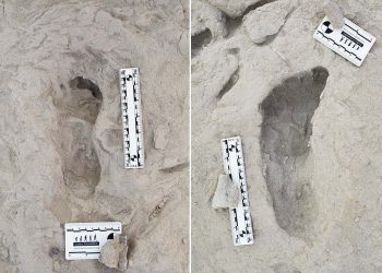 Ślady sprzed tysięcy lat ujawniają współistnienie wczesnych gatunków ludzkich