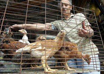 Starsze osoby mogą mieć silniejszą odporność na wirusa ptasiej grypy