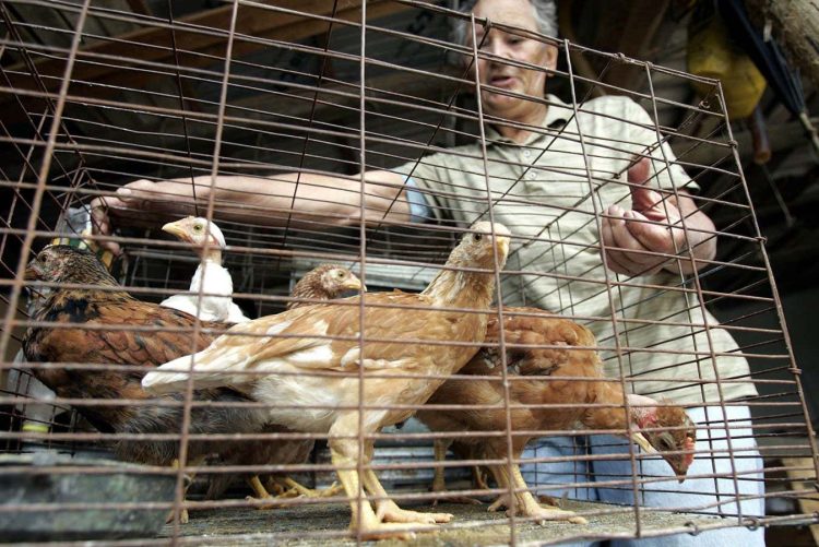 Starsze osoby mogą mieć silniejszą odporność na wirusa ptasiej grypy