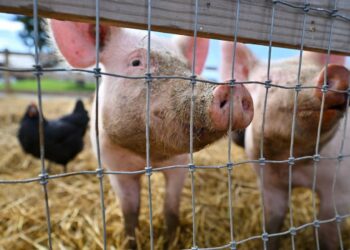 Wykryto ptasią grypę u świni w USA – czy to zwiększa ryzyko dla ludzi?