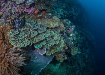 Zakwaszenie oceanów sięga coraz głębszych wód