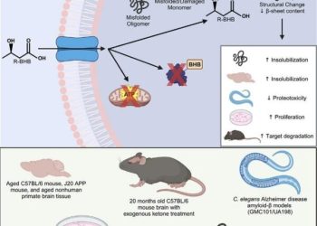 Ciała ketonowe jako naturalny mechanizm oczyszczania białek w mózgu