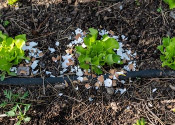 Dlaczego rozdrobnione skorupki jajek wokół roślin nie odstraszają ślimaków