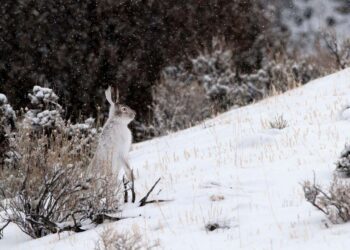Dni ze śniegiem mogą wkrótce zniknąć z wielu regionów USA