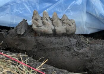 Gigant z epoki lodowcowej odkryty na podwórku w Nowym Jorku