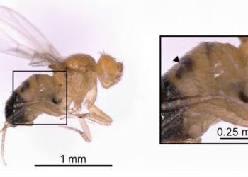 Jak owocówki przejmują geny bakterii, by bronić się przed pasożytniczymi osami