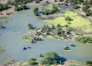 Jak zmiany klimatu i toksyczne algi przyczyniły się do masowego wymierania słoni w Afryce