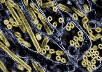 Jedna mutacja może ułatwić wirusowi ptasiej grypy H5N1 zakażanie ludzi, wynika z badań