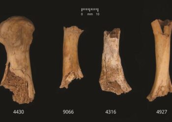 Makabryczne Odkrycie Masakry z Epoki Brązu w Wielkiej Brytanii
