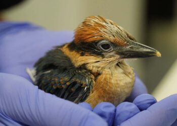 Najbardziej inspirujące historie sukcesów w ochronie przyrody w 2024 roku