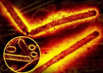 Naukowcy wykrywają rzadki szczep ptasiej grypy H5N1 u australijskiego dziecka po podróży do Indii