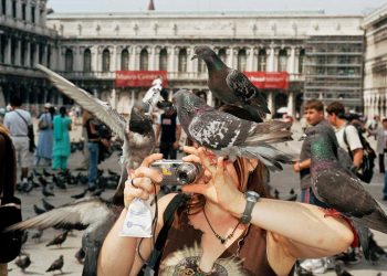 Niezwykłe zdolności gołębi i powody, dla których warto je docenić