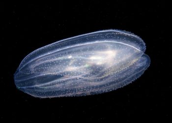 Nowe formy zwierząt powstałe przez połączenie kilku żeberkowców