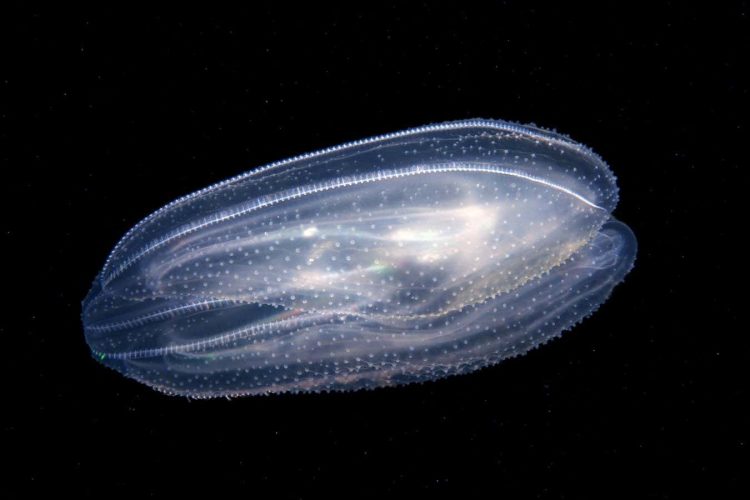 Nowe formy zwierząt powstałe przez połączenie kilku żeberkowców