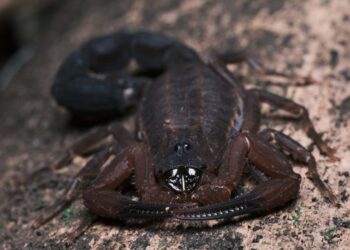Nowo odkryty gatunek skorpiona wyrzuca jad w obronie własnej