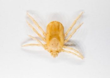 Nowy sposób na pokonanie największego wroga bydła