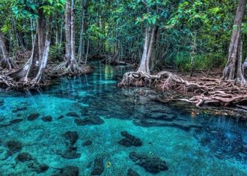 Ochrona genomów namorzynowych w Tajlandii