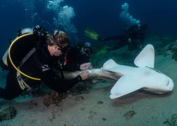 Ochrona zagrożonych gatunków rekinów poprzez pobieranie nasienia z dzikich osobników