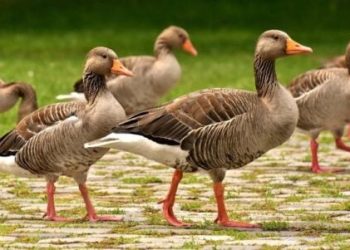 Odkrycie ucznia szkoły średniej w parku prowadzi do obiecującego związku zwalczającego raka