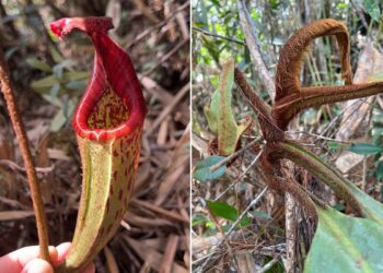 Odkryto owłosioną "dzbanecznicę orangutana" na Borneo