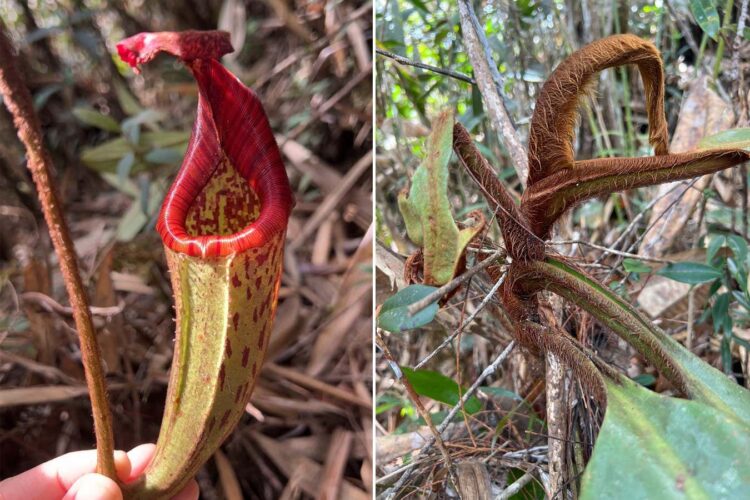 Odkryto owłosioną "dzbanecznicę orangutana" na Borneo